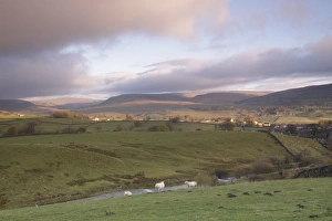 Wensleydale Prints: View of stream, pasture, drystone walls and sheep