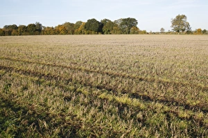 View of stubble field, Wickham Skeith, Suffolk, England, october
