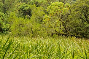 Damp Prints: View of swamp in forest habitat