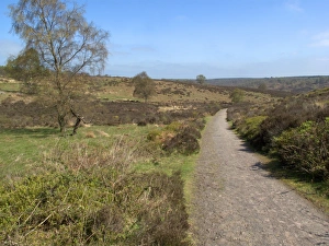 Landscape Prints: View of track through heathland habitat