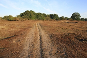 Foot Paths Prints: View of track through lowland heathland reserve habitat