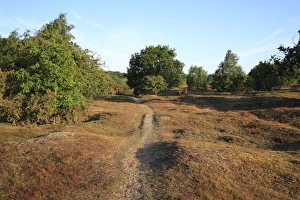 Wildlife Trust Prints: View of track through undulating heathland reserve habitat