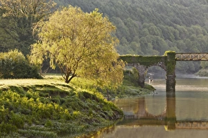 Bank Prints: View of tree on riverbank near footbridge