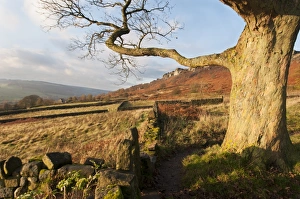 Dark Peak Prints: View of tree trunk, drystone walls
