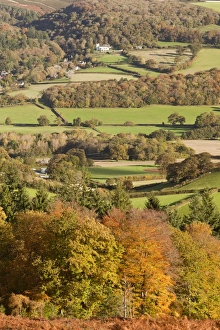 Estates Prints: View of trees in autumn colour