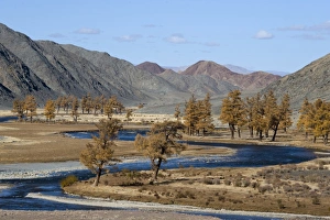 Steppes Prints: View of trees in autumn colour along meandering river bank