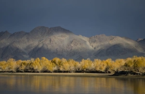 Steppes Prints: View of trees in autumn colour along river bank