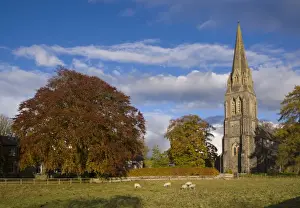 Colour Prints: View of trees in autumn colour