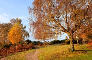 Fern Prints: View of trees and bracken in autumn colour at dawn