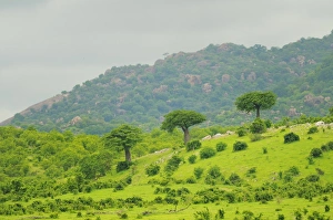 Hillsides Prints: View of trees and bushes on hillside habitat, Ruaha N. P. Tanzania