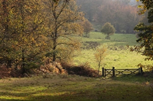 Birdwatching Prints: View of trees and gateway in parkland habitat