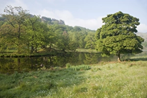 Pond Prints: View of trees growing beside small lake, Lake District N. P. Cumbria, England, June