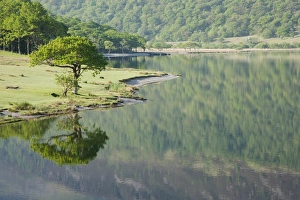 Lake District Prints: View of trees reflected in lake
