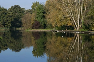 Norwich Prints: View of trees reflected in river