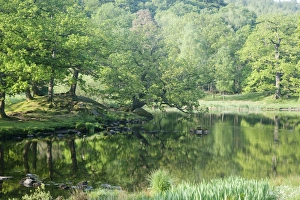 Pond Prints: View of trees reflected in small lake, Lake District N. P. Cumbria, England, June