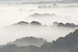 Mists Prints: View of trees rising above low fog, Corfe, Dorset, England, May