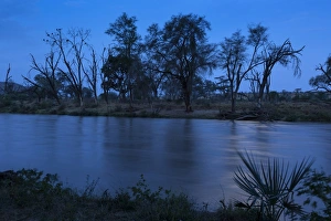 Grasslands Prints: View of trees beside river at night, Samburu National Reserve, Kenya, August