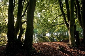 River Bank Prints: View through trees towards river, River Bure, Horstead, Norfolk, England, september