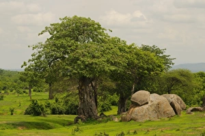 Tanzania Prints: View of trees and rocky outcrop in bush habitat, Ruaha N. P. Tanzania