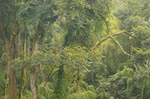 Dense Prints: View of tropical forest habitat