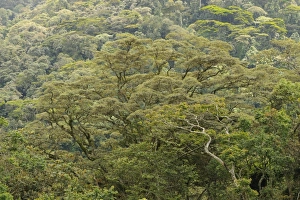 View of tropical forest habitat, Kahuzi-Biega N. P. Kivu Region, Democratic Republic of Congo, November
