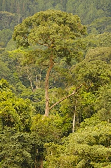 Equatorial Prints: View of tropical montane forest habitat