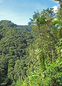 Lesser Antilles Prints: View over tropical rainforest habitat