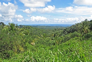 Lesser Antilles Prints: View over tropical rainforest habitat towards coast, Quilesse Forest Reserve, St
