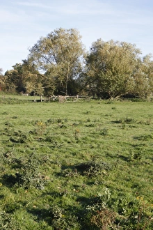 View of unimproved wet grazing meadow, River Dove, Thornham Magna, Suffolk, England, october