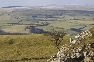 Limestone Prints: View of upland with bare hawthorn tree growing from limestone outcrop
