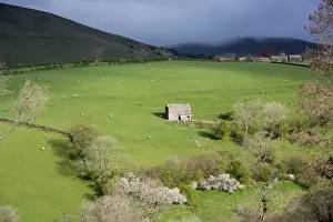 Countryside Prints: View of upland farmland with stone barn and sheep grazing in pasture