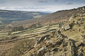 Moor Land Prints: View of upland habitat with drystone walls and gritstone edge