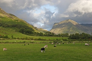View of upland valley pasture with sheep grazing, Buttermere, Lake District, Cumbria, England, july