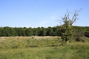 View of valley fen reserve habitat with Common Hawthorn (Crataegus monogyna), Market Weston Fen, Market Weston