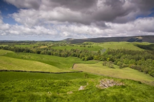 Graze Prints: View across valley landscape with cattle grazing in pasture