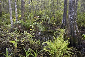 Florida Prints: View of vegetation in cypress swamp habitat, Corkscrew Swamp Sanctuary, Florida, U. S. A