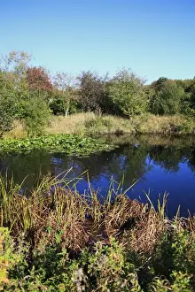 View of vegetation at edge of pond, Museum of East Anglian Life, Stowmarket, Suffolk, England, october