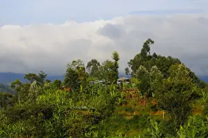 Encroaches Prints: View of village and banana plantation at edge of Nyungwe Forest N. P. Rwanda, march
