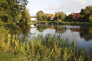 Wickham Skeith Prints: View of village pond in evening sunshine