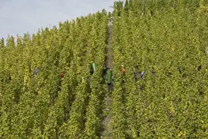 Vine Prints: View of vineyard on wine estate