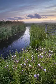 Marshlands Prints: View of water filled ditch and reedbed on coastal grazing marsh habitat at sunrise