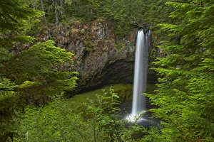 Waterfalls Prints: View of waterfall in forest, Big Creek Falls