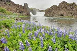 Bank Prints: View of waterfall with lupins flowering on riverbank, Hjalparfoss Waterfall, Iceland, June