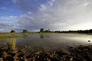 Waterholes Prints: View of waterhole habitat, Mpala, Laikipia District, Kenya, December