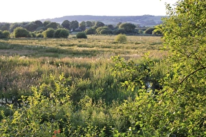 Sun Light Prints: View of watermeadow habitat in late evening sunlight