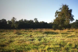 Damp Prints: View of wet pasture and fen habitat