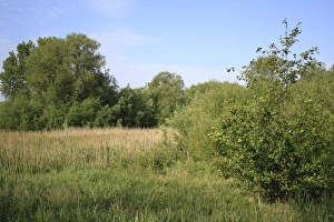 View of wet woodland at edge of reedbed habitat, Little Ouse Headwaters Project, Bettys Fen, Blo Norton
