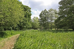 Damp Prints: View of wet woodland and mixed sedge fen habitat