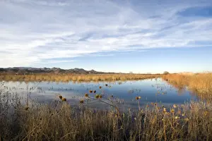 New Mexico Prints: View of wetland habitat, Bosque del Apache National Wildlife Refuge