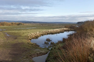 Environmental Prints: View of wetland habitat, Caerlaverock W. W. T. Dumfries and Galloway, Scotland, February